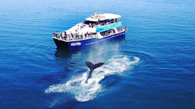 Permits to operate whale tours in the Great Sandy Marine Park expire in December. Picture Supplied