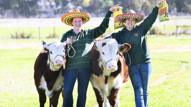 Urrbrae students Annie and Kody leading Pole Hereford cattle Rusty and Regal who will be shown at this year’s Royal Adelaide Show. Picture: Mark Brake