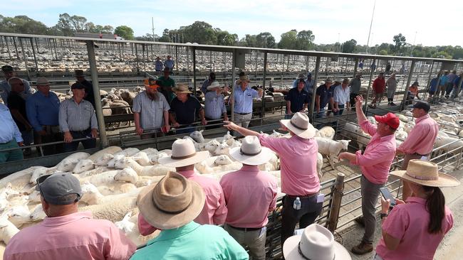 Bendigo prime lamb sale, Bendigo Livestock Exchange,     Picture Yuri Kouzmin