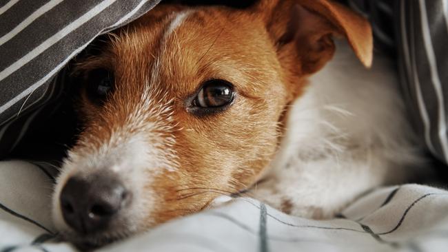 There is no denying our pets have become our children — they share our beds when we know they probably shouldn’t.