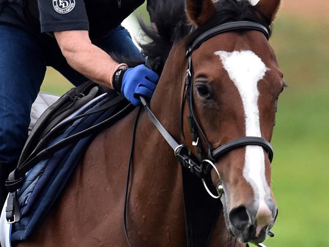 The Ed Dunlop trained Trip to Paris is worked at Werribee racecourse in Melbourne, Monday, Nov. 2, 2015. (AAP Image/Julian Smith) NO ARCHIVING