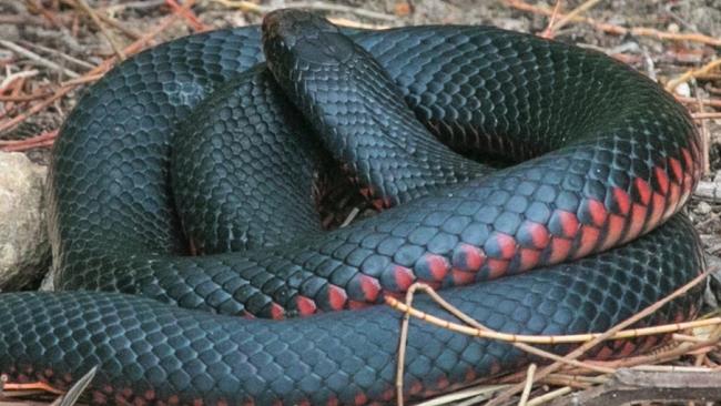 A red-bellied black snake. Picture: Nicoline Toepfer