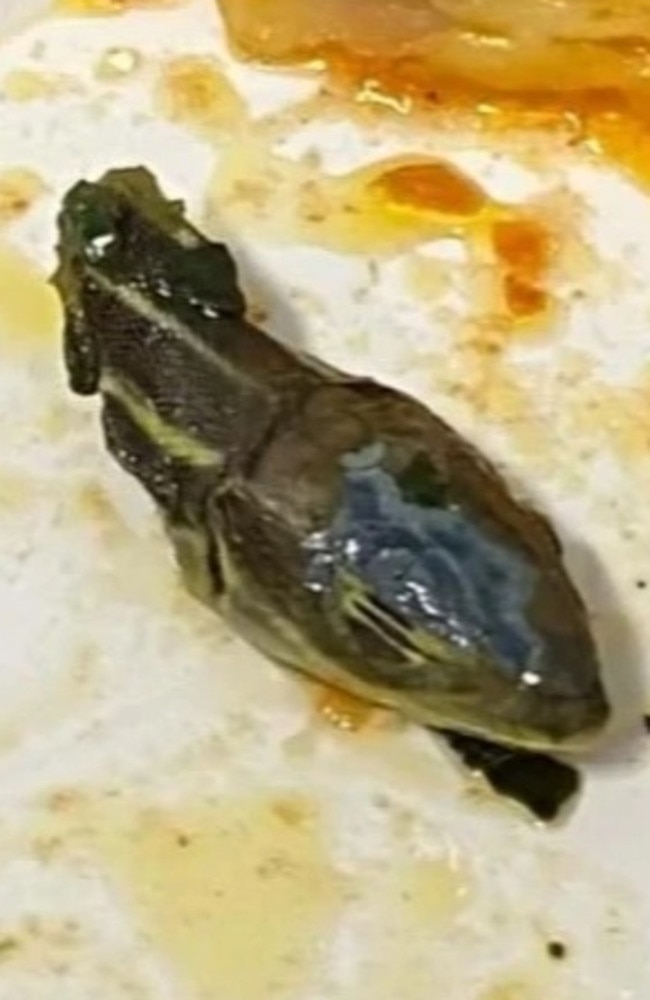 A SunExpress crew member claims they found a snake head in their food. Picture: YouTube, Newspaper Wall