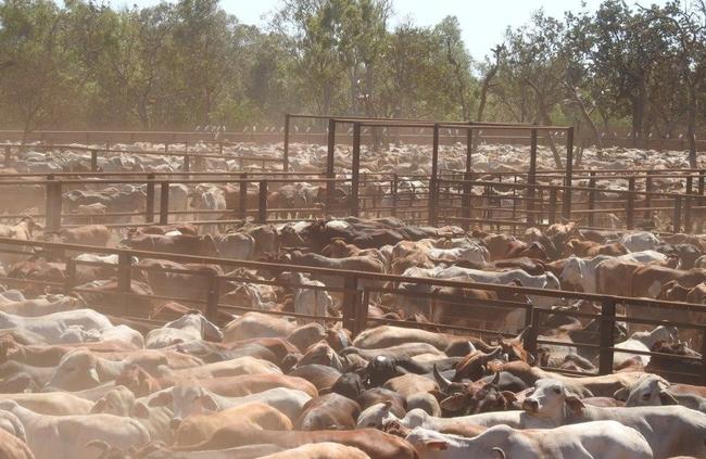 The current owners have focussed on increasing the quality of their Brahman herds. Picture: SUPPLIED