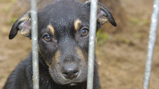 Multiple South Australians are before a court this month on animal cruelty charges. Photo: Michaela Glen/Sunshine Coast Daily