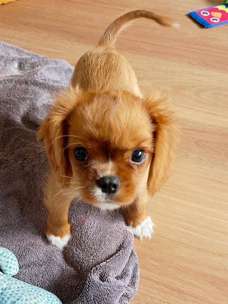 Honey Neal – Honey is a 12-week-old Cavalier King Charles spaniel. She loves scratches, cuddles, food, sleeping in weird positions and playing with her humans. We think Honey is the gosh darn cutest.