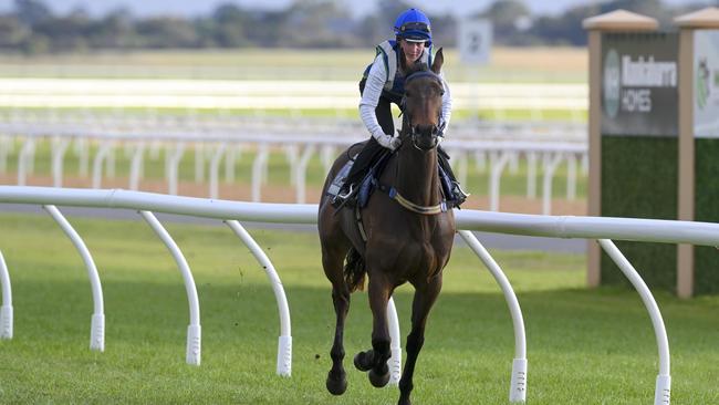 “The Map" at early morning trackwork at Murray Bridge racetrack. Picture Mark Brake