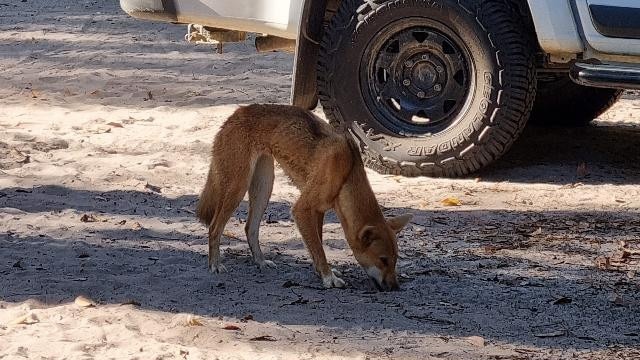 A dingo on K’gari.