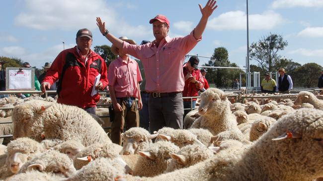 Elders auctioneer Nigel Starritt sells store lambs at Bendigo.