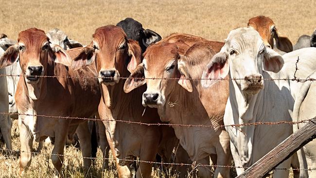 A person has been charged with hundreds of offences relating to cattle duffing in what is the first major investigation breakthrough by Taskforce Starlight. (This is a stock image and not a photo of any allegedly stolen cattle). Picture: iStock