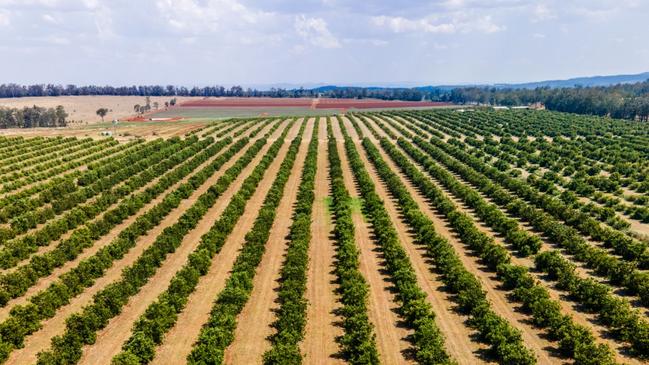 Salvatore Leonardi, his younger brother Angelo, and Cody Dennis founded the Cherry Creek Estate Orchards.