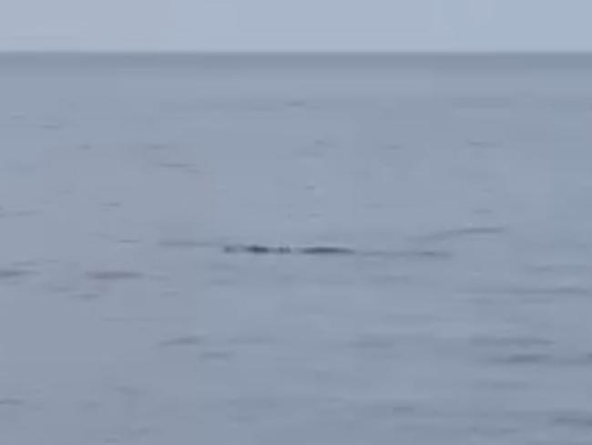 A saltwater crocodile was spotted around 20m from the coast of Fitzroy Island, a popular destination of tourists, snorkelers and swimmers. Photo: Facebook.