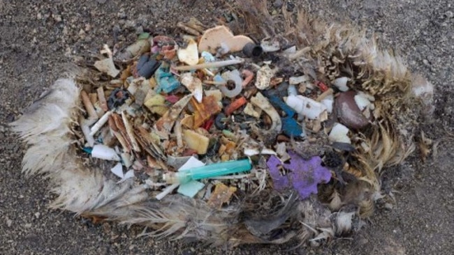 A dead albatross with a stomach full of plastic objects. There’s no doubt we need to address the issue of our over-reliance on plastic but making small, better choices needs to be combined with agitating for major change.