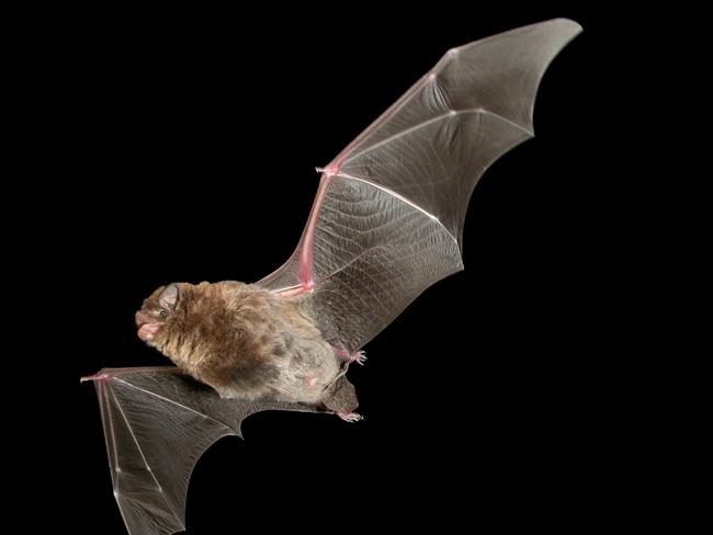 Vegetation that the Eastern Bentwing bat and grey-headed flying-fox used to search for food will be removed during construction of the super highway. Picture: Steve Bourne