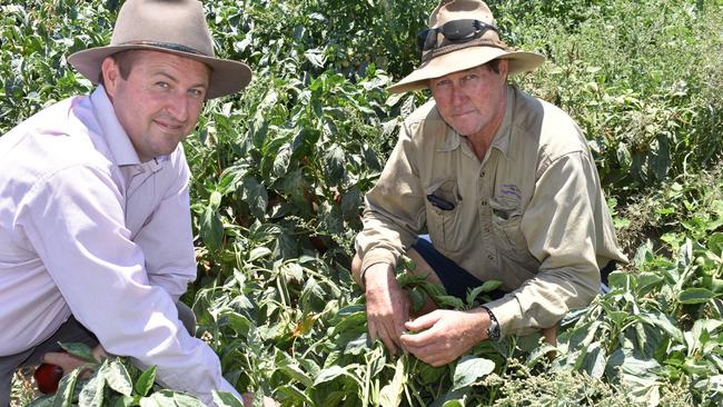 Bowen Gumlu Growers Association president Carl Walker, right, and general manager Ry Collins at Walker Farms. Picture: Kirra Grimes