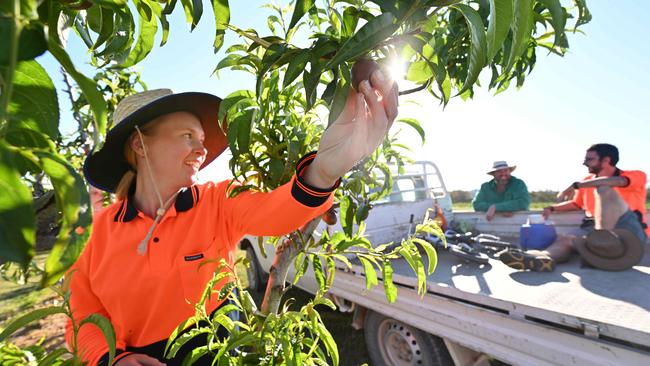 Stonefruit grower Angus Ferrier, with backpacker workers Eleanor Smith 24 from the UK and her partner Kilian Hoeckman 26 from Belgium. Picture: Lyndon Mechielsen