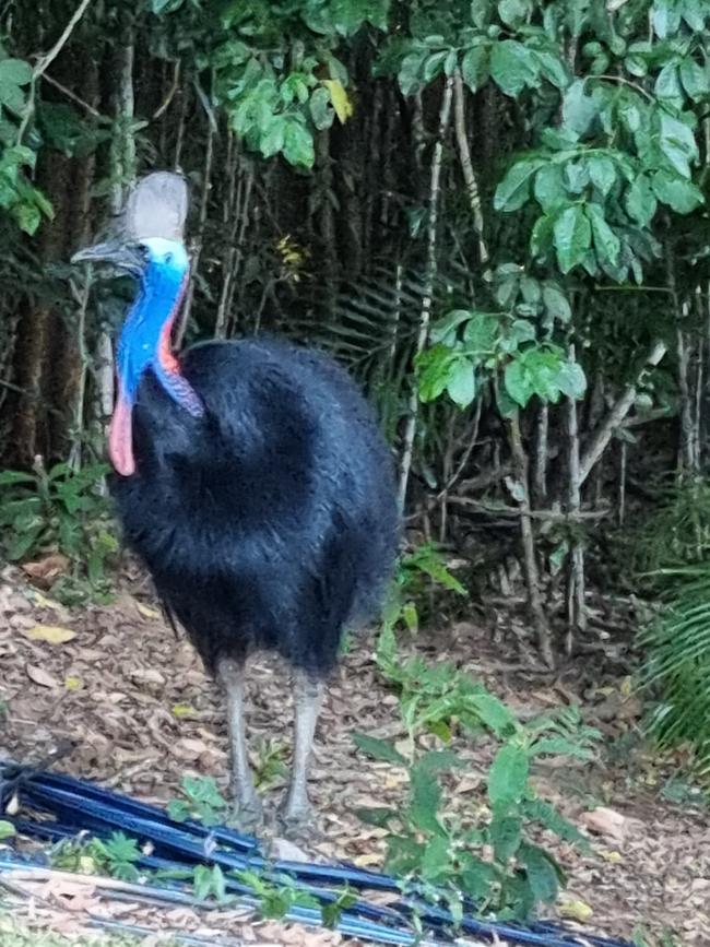 Cassowary at Mission Beach. Gail Taifalos