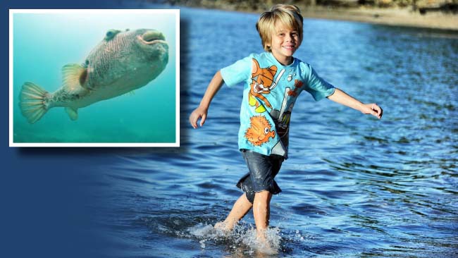 Ватос рыба мальчик фото и девочка болгария embarrassé Fidèle musiques puffer fish attack Sensible Interprète Faire un bonho