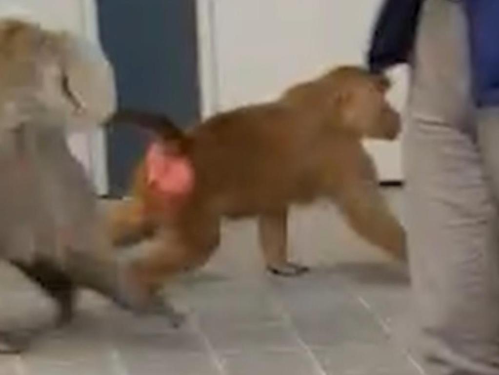 Three baboons ran amok in Sydney’s CBD. Picture: Seven News