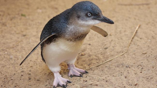 A mature little penguin on Granite Island, Victor Harbor. Picture: Nedra Haines.