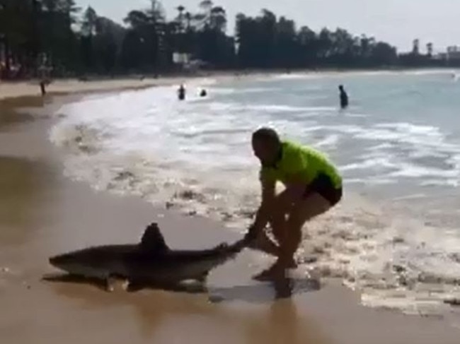 Mr Bucholtz attempts to take the shark out to sea. Credit: Kristin Rogers