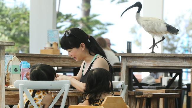 Ibis are allegedly scaring children. Picture: Glenn Hampson.
