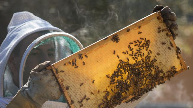 Bee Australian managing director Scott Bevis. Photo: Dominika Lis