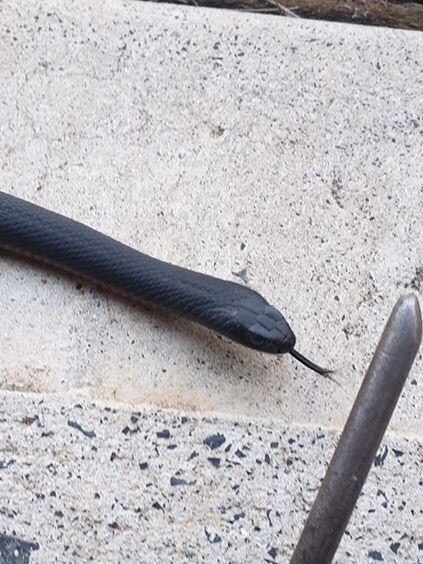 A red bellied black snake pseudechis porphyriacus was found at Driftway Drive, Pemulwuy. Picture: Australian Snake Catchers