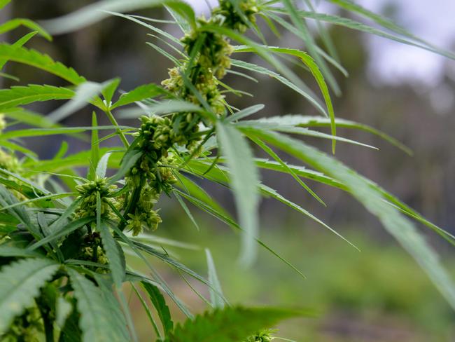 A marijuana plant is pictured during a raid by Indonesia's National Narcotics Board (BNN), the police and the military where they destroyed some 4.5 hectares of cannabis plantations in the Lamteuba forest line, Aceh province on December 9, 2020. (Photo by CHAIDEER MAHYUDDIN / AFP)