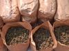 18.5 kilos of cannabis seized as police raid Blair Athol home