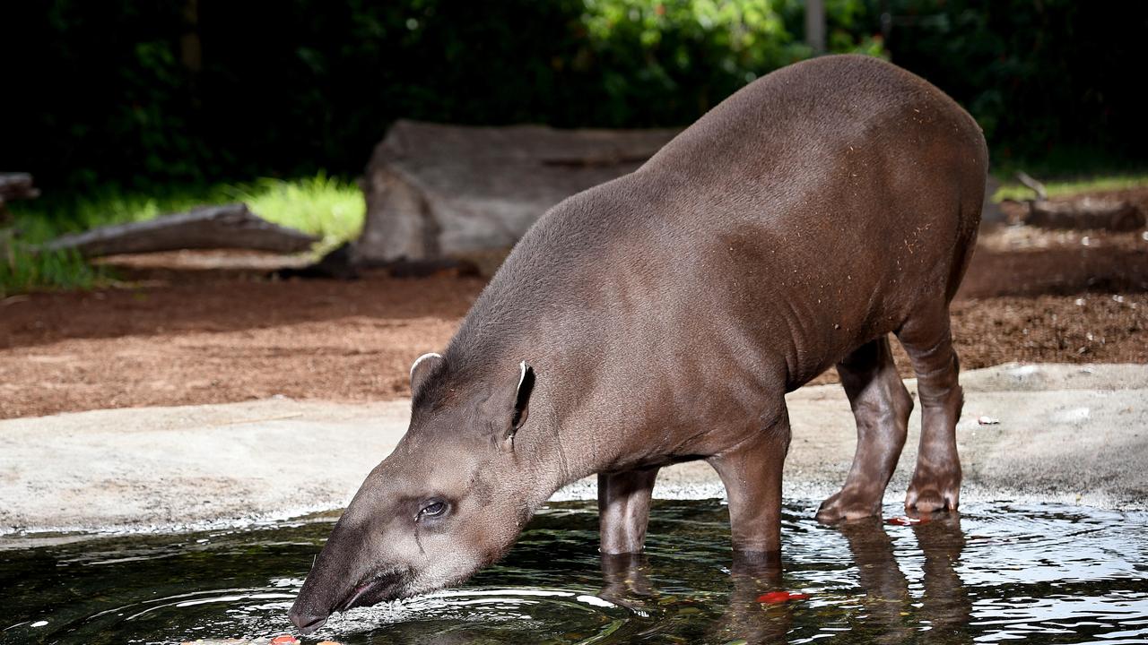 Zoonomia Project on DNA of 240 mammals finds what makes humans unique