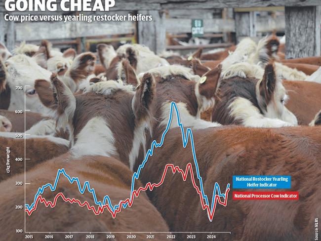 Cow prices versus yearling restocker heifers.