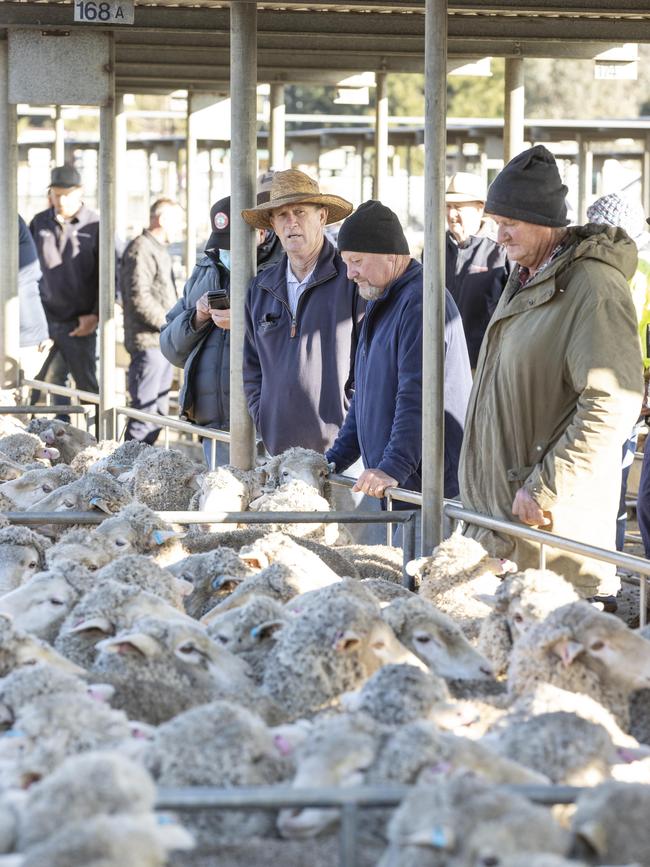 Buyers and livestock agents line the rails at Bendigo sale. Picture: Zoe Phillips