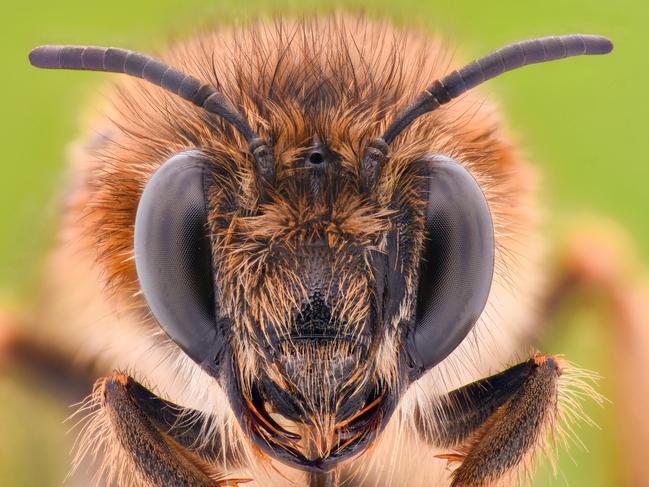 A European honey bee. Picture: iStock