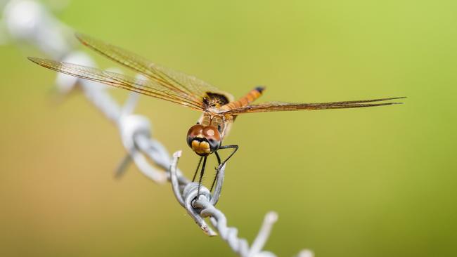 A little Dry Season friend captured at Litchfield Tropical Stay in Rum Jungle, NT by Justin and Stevie for Northern Exposure. May 8, 2023.