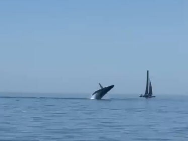 whale during Airlie Beach race week