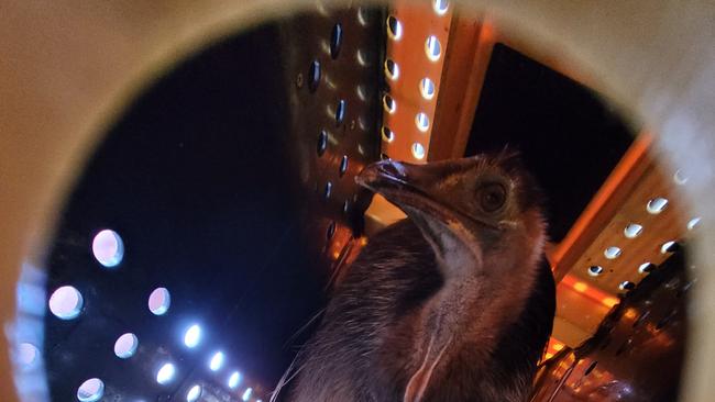 Orphaned cassowary chick, Bunji, who was found by the side of the Bruce Highway between Tully and Cardwell, being transported to the airport to take up his new home at the David Fleay Wildlife Park on the Gold Coast.