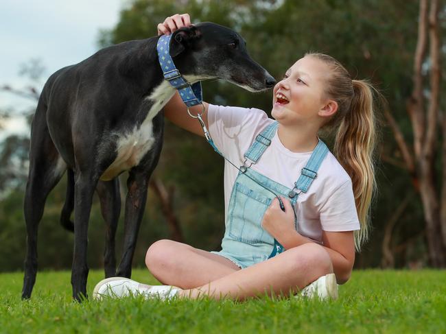 Aria Averillo, 9, with her pet greyhound Herbert, in Rouse Hill, today.Aria had Cynophobia, a fear of dogs. Then adopted  Herbert last October and no longer needs therapy.Picture:Justin Lloyd