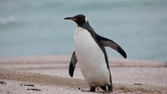 The king penguin waddles on to the beach at the Coorong. Picture Abel Zevenboom