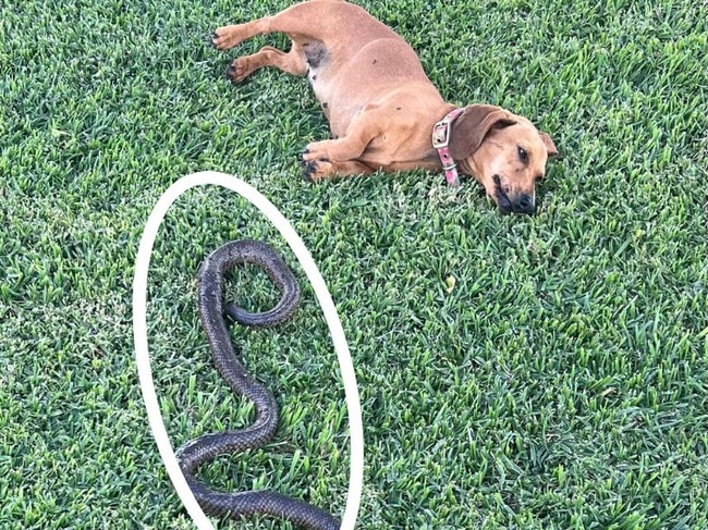 Snake boom in NSW as reptiles flee floodwater