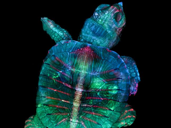 ***UNDER EMBARGO - DO NOT PUBLISH BEFORE 02:00 ON TUESDAY, OCTOBER 22, 2019***Nikon Small World 20191st Place - Fluorescent turtle embryoTeresa Zgoda & Teresa Kugler	Campbell Hall, New York, USA