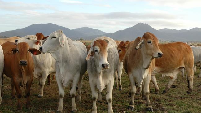 A generic photo of Brahman cattle on a station at Alice Springs.