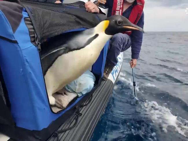 Emperor Penguin released back Into ocean in WA