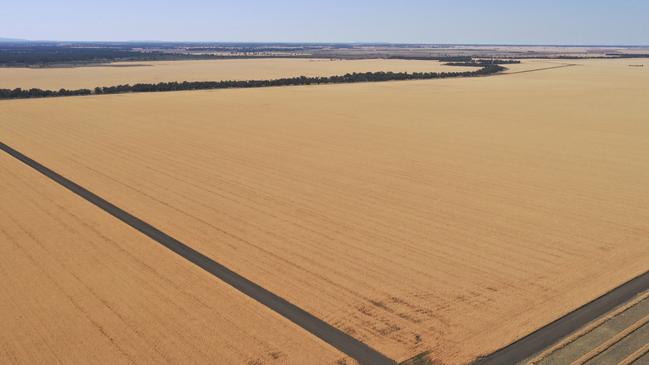 In previous seasons the Timberscombe Aggregation has cropped wheat, barley, canola and chickpeas.