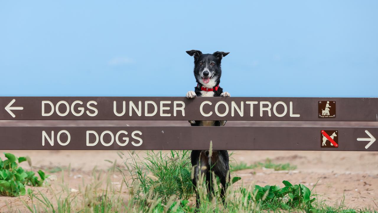 Thousands of shorebirds have made their annual migration from Siberia to Casuarina Beach , Astro Newman on Casuarina Beach as  Dog owners are being asked to keep their Doggo's away from the gathering flocks on Lee Point as they breed and recover.Picture GLENN CAMPBELL