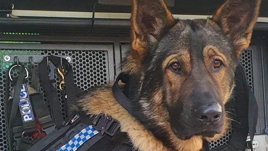 Police dog Rusty catches three teens after a joy ride through Adelaide’s south. Picture: SA Police.