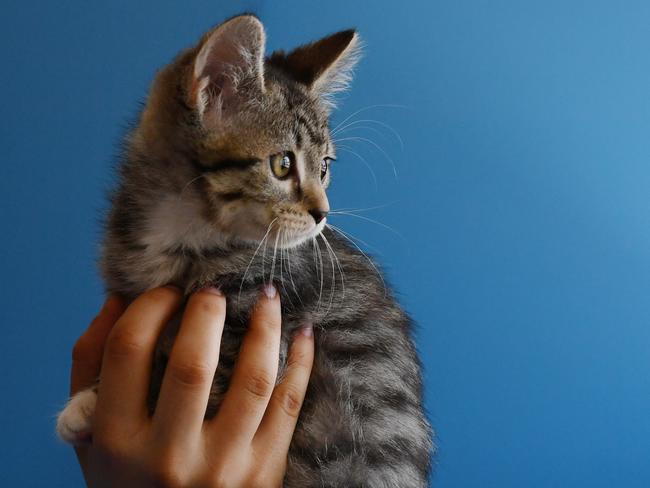 A household cat. Picture - Sam Mooy/The Australian