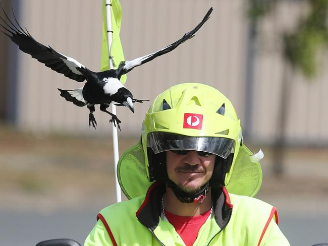 Postie Jeff Kreis gets swooped by a magpie in Greenslopes.  Pic Peter Wallis