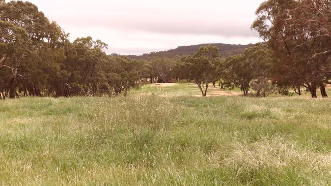 Belair golf course is now overgrown with thick, high grass that is rapidly drying out.