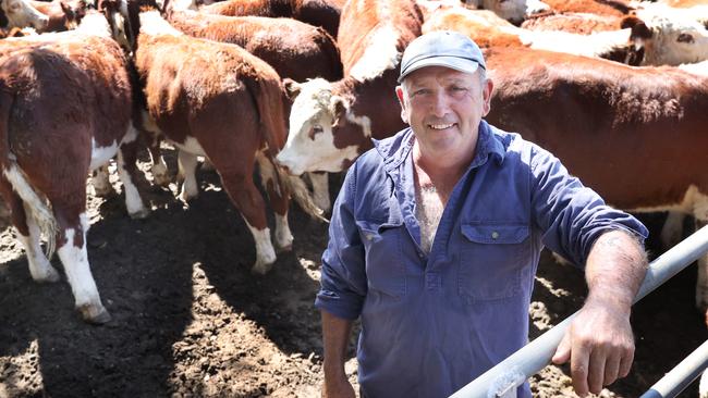 Russell Foster from Omeo sold 14 cattle.